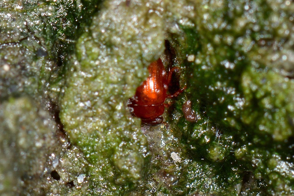 Hydrophilidae: Cercyon sp.